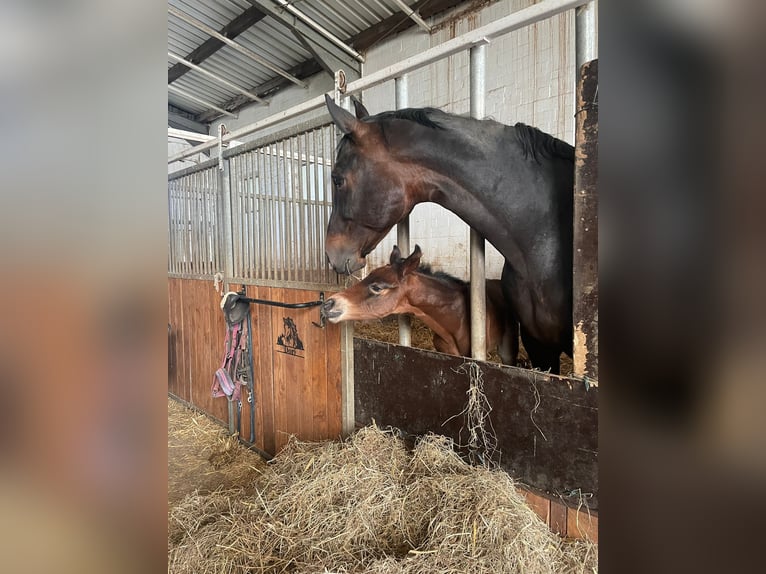 Oldenburger Hengst  170 cm Bruin in Hiddenhausen