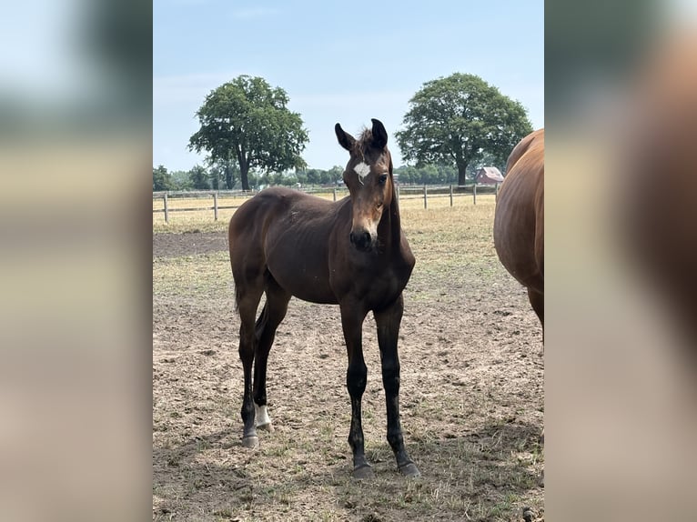Oldenburger Hengst Veulen (03/2026) 170 cm Donkerbruin in Barver