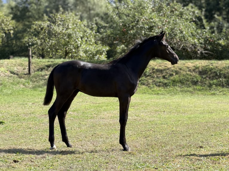 Oldenburger Hengst Veulen (03/2026) 170 cm Donkerbruin in Dorsten