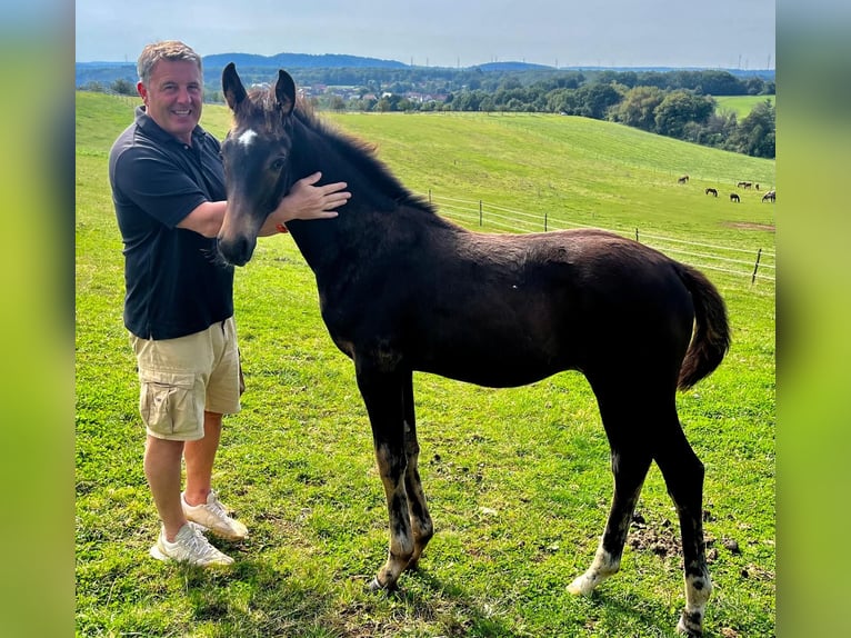 Oldenburger Hengst  170 cm Donkerbruin in Weiskirchen