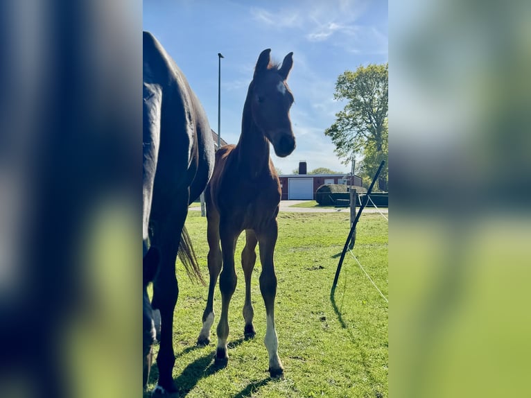 Oldenburger Hengst  170 cm Donkerbruin in Gro&#xDF;efehn Bagband