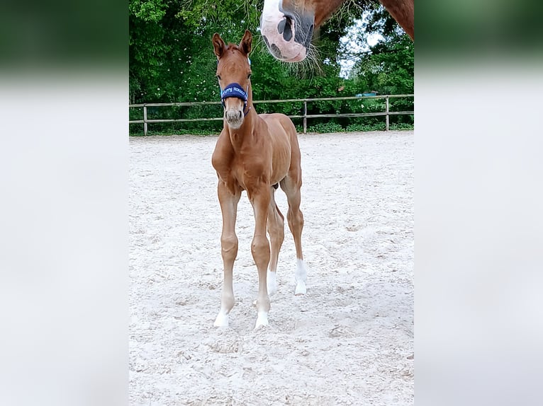 Oldenburger Hengst  170 cm Donkere-vos in Bad Zwischenahn