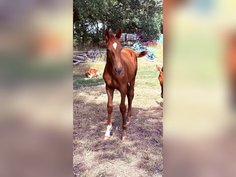 Oldenburger Hengst Veulen (03/2026) 170 cm Donkere-vos in Kirchlinteln