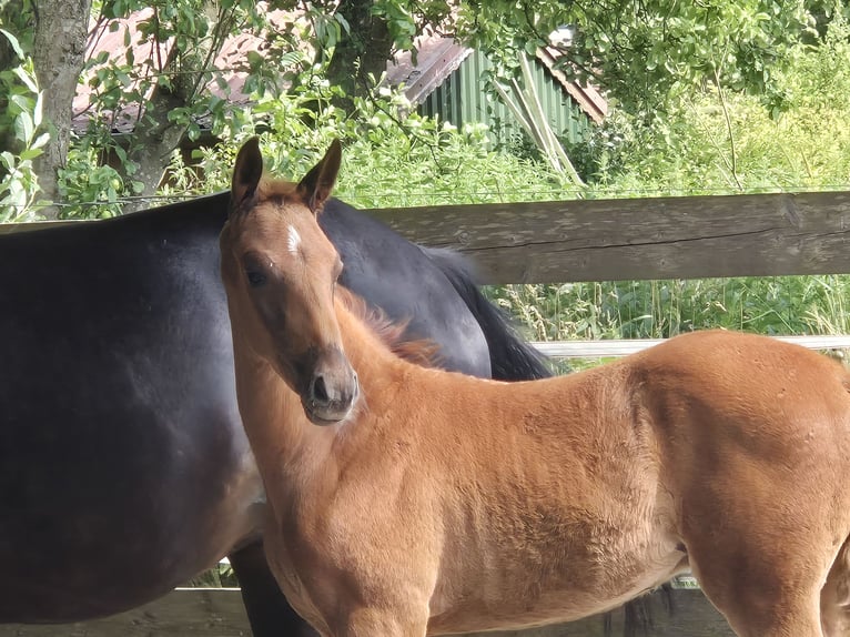 Oldenburger Hengst  170 cm Donkere-vos in Westerstede
