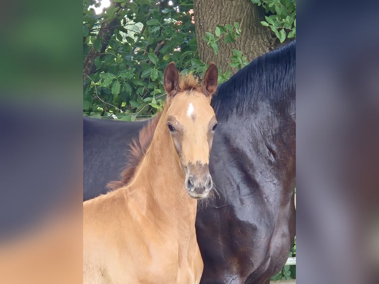 Oldenburger Hengst  170 cm Donkere-vos in Westerstede