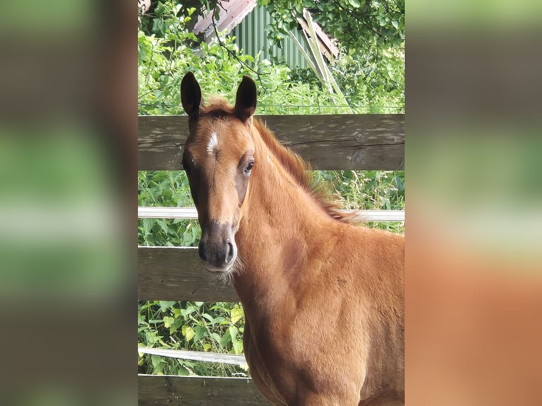 Oldenburger Hengst  170 cm Donkere-vos in Westerstede