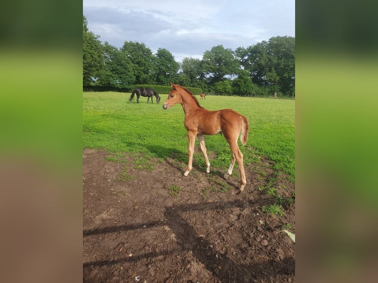 Oldenburger Hengst  170 cm Donkere-vos in Vechta