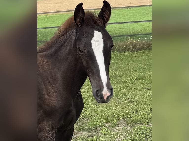 Oldenburger Hengst Veulen (04/2025) 170 cm Donkere-vos in Osnabr&#xFC;ck