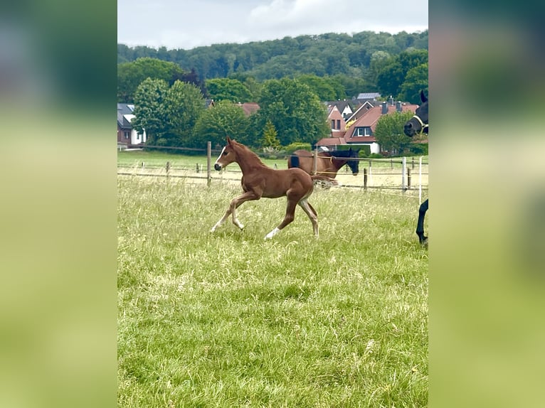Oldenburger Hengst Veulen (04/2025) 170 cm Donkere-vos in Osnabr&#xFC;ck