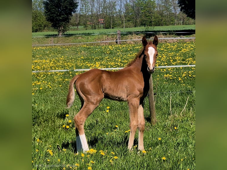 Oldenburger Hengst Veulen (04/2026) 170 cm Donkere-vos in Westerstede