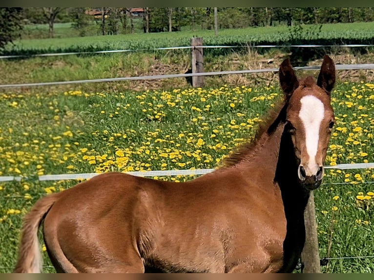 Oldenburger Hengst Veulen (04/2026) 170 cm Donkere-vos in Westerstede