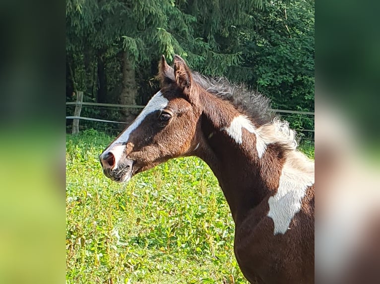 Oldenburger Hengst veulen (04/2024) 170 cm Gevlekt-paard in Jesteburg