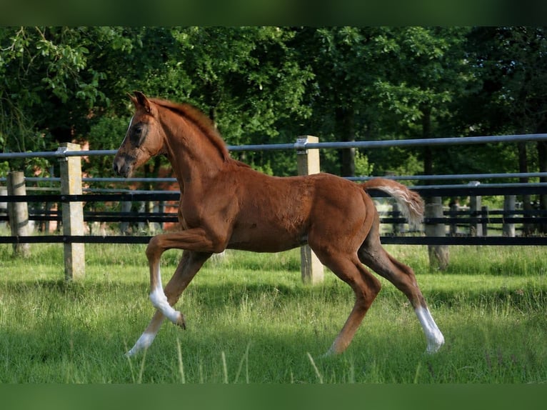 Oldenburger Hengst Veulen (04/2026) 170 cm Vos in Damme