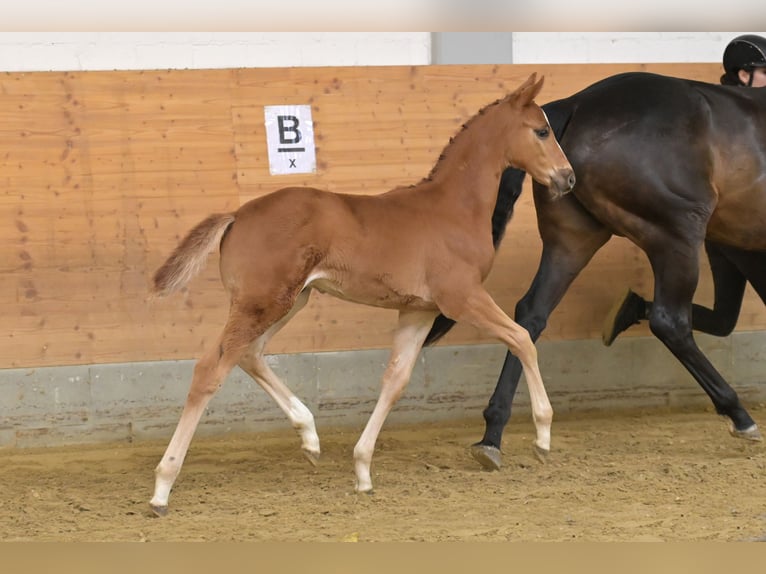 Oldenburger Hengst Veulen (03/2026) 170 cm Vos in Zierenberg