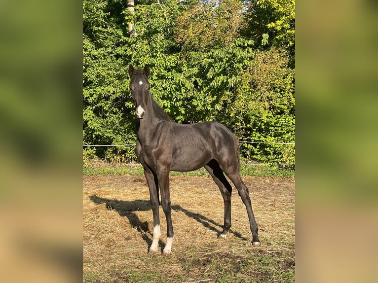 Oldenburger Hengst Veulen (04/2025) 170 cm Zwart in Bad M&#xFC;nder am Deister