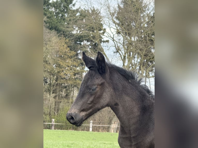 Oldenburger Hengst Veulen (02/2026) 170 cm Zwart in Cloppenburg
