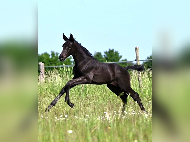 Oldenburger Hengst Veulen (05/2026) 170 cm Zwart in Reichenwalde