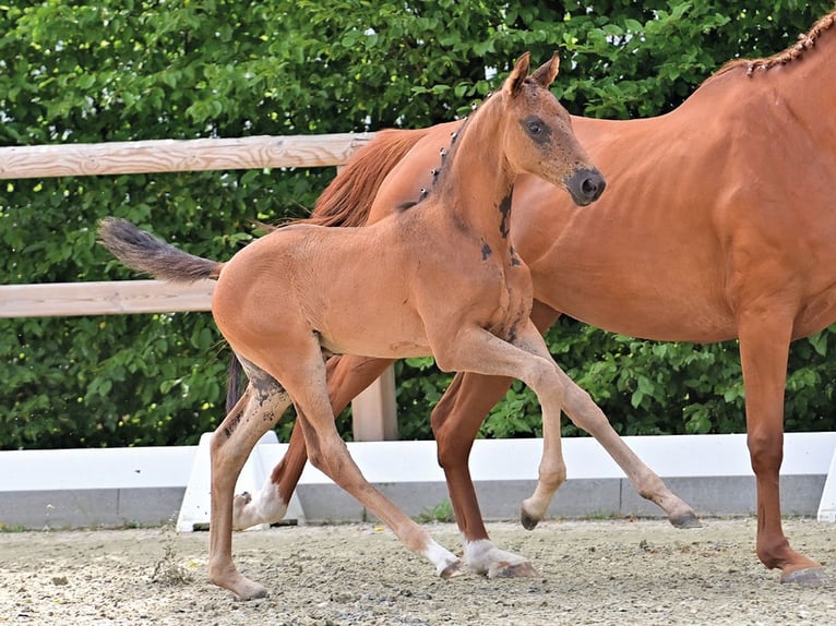 Oldenburger Hengst Veulen (05/2025) 170 cm Zwart in Bawinkel