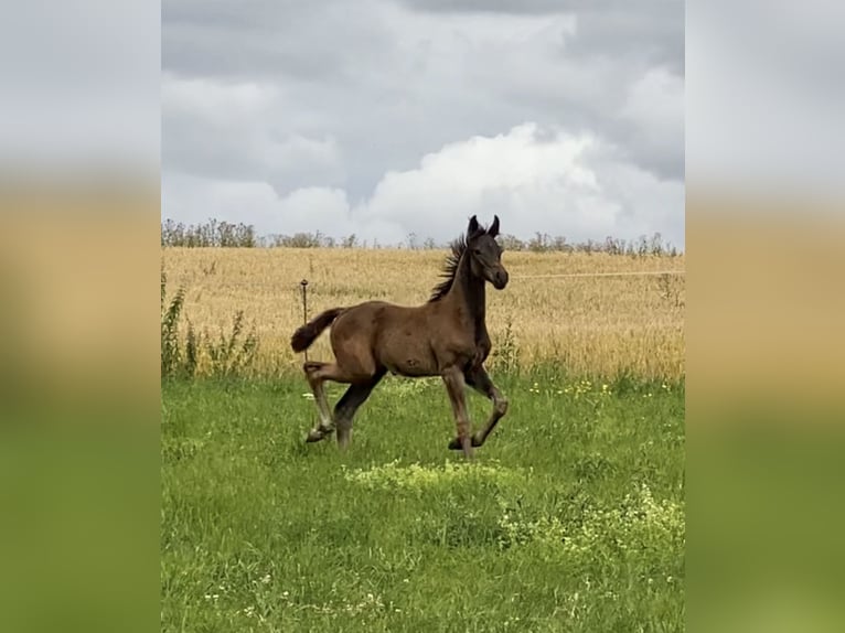 Oldenburger Hengst Veulen (04/2026) 170 cm Zwartbruin in DingelstädtDingelstädt