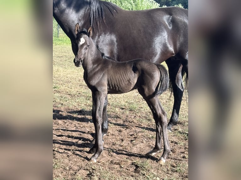 Oldenburger Hengst  170 cm Zwartbruin in Nordhorn
