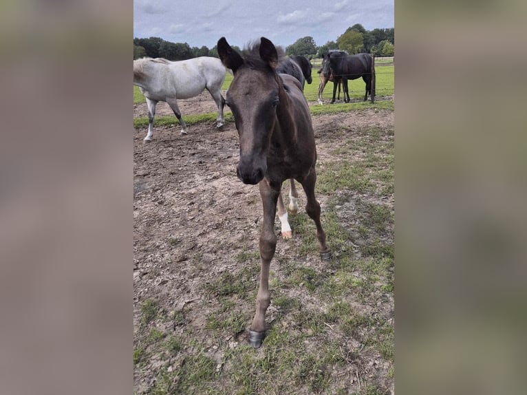 Oldenburger Hengst Veulen (05/2025) 170 cm Zwartbruin in L&#xF6;ningen