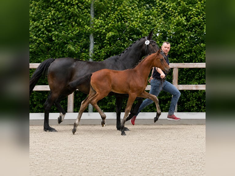 Oldenburger Hengst Veulen (04/2026) 172 cm Bruin in Lindern (Oldenburg)