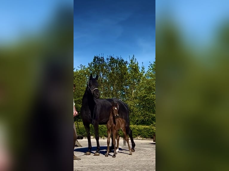 Oldenburger Hengst Veulen (04/2025) 172 cm Bruin in Rosdorf
