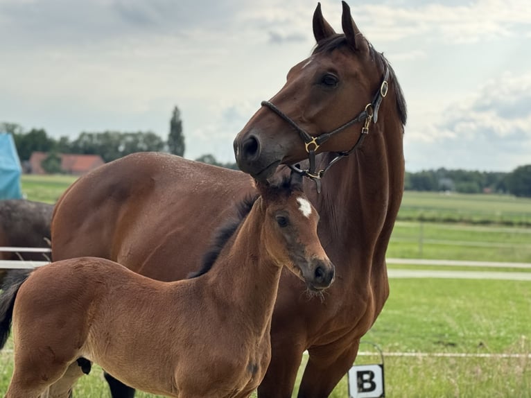 Oldenburger Hengst  172 cm Bruin in Neuenkirchen