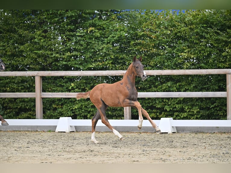 Oldenburger Hengst Veulen (05/2026) 172 cm Donkere-vos in Blunk