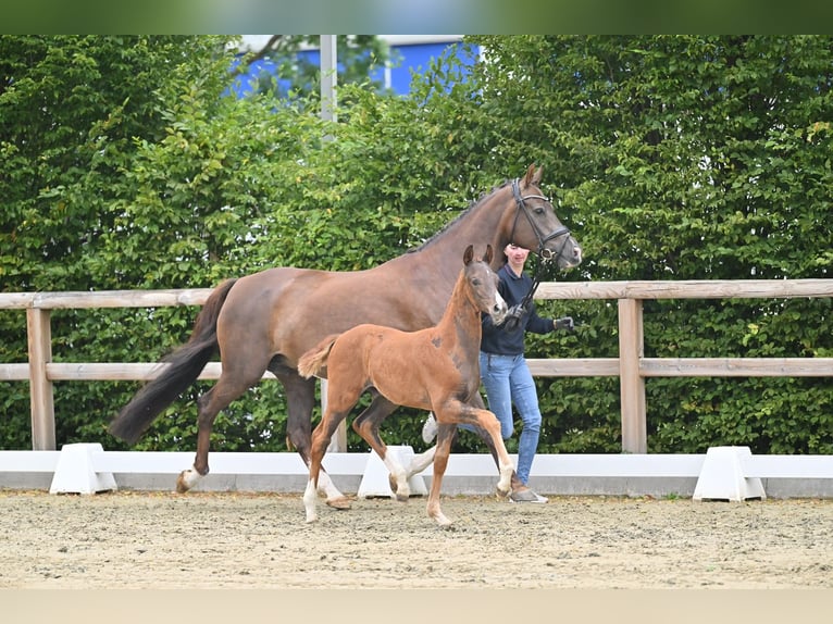 Oldenburger Hengst Veulen (05/2026) 172 cm Donkere-vos in Blunk
