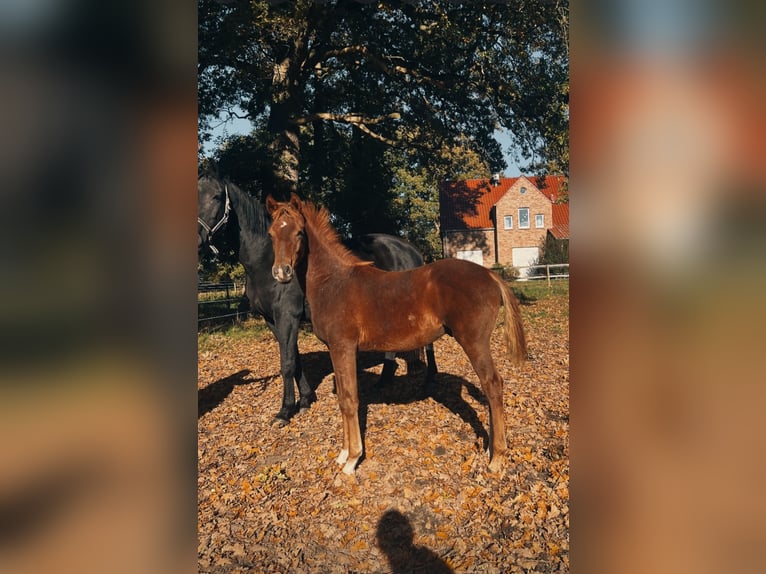 Oldenburger Hengst Veulen (05/2025) 172 cm Donkere-vos in Vechta