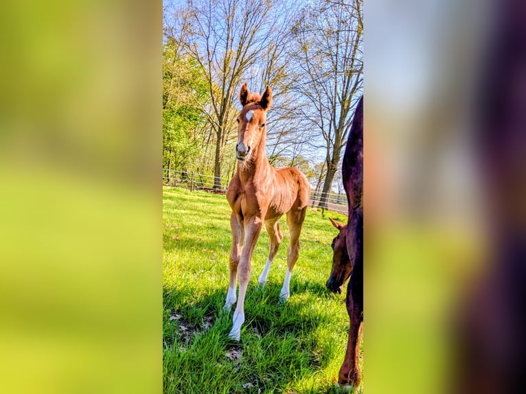 Oldenburger Hengst Veulen (04/2026) 172 cm Donkere-vos in Bösel