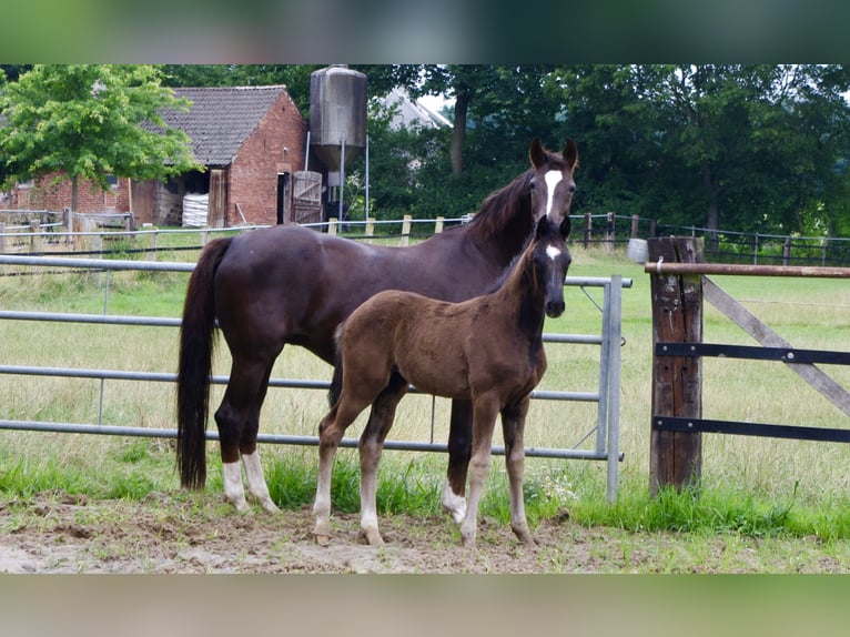 Oldenburger Hengst  172 cm Zwart in Damme