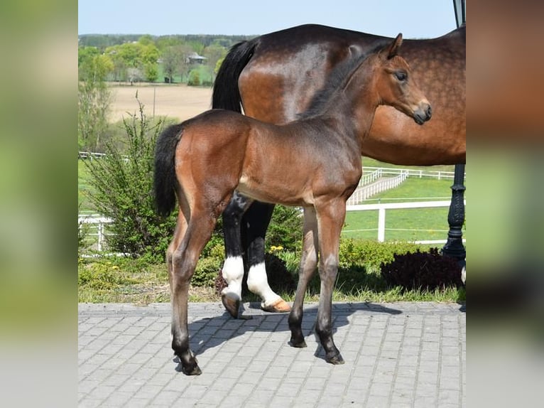 Oldenburger Hengst veulen (03/2024) 173 cm Donkerbruin in wysin