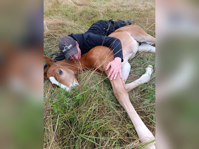 Oldenburger Hengst  173 cm Donkere-vos in Bad Grund