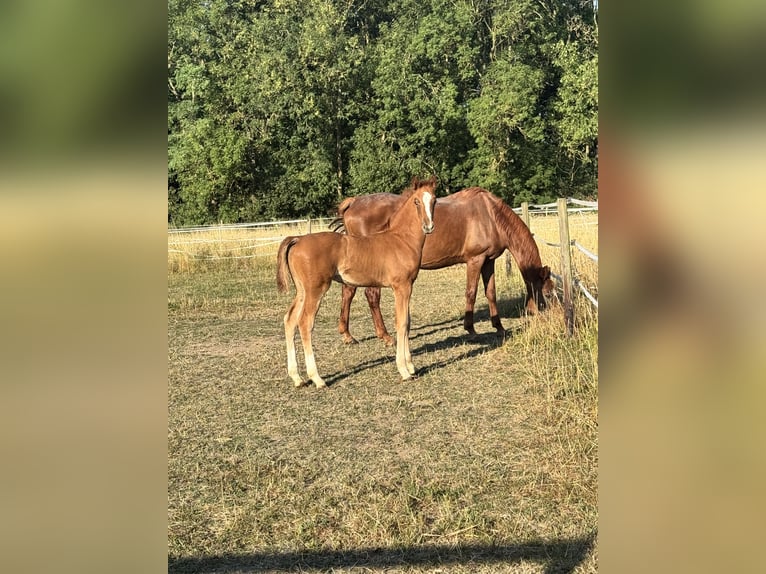 Oldenburger Hengst Veulen (05/2026) 173 cm Vos in Bornheim