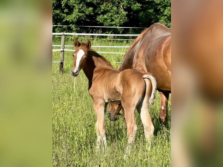 Oldenburger Hengst Veulen (05/2026) 173 cm Vos in Bornheim