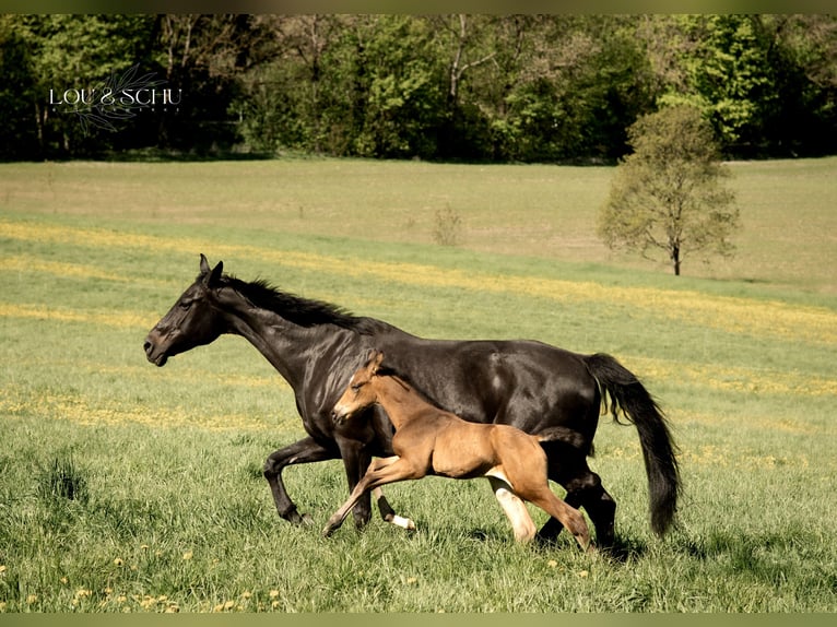 Oldenburger Hengst Veulen (04/2026) 175 cm Buckskin in Sondershausen