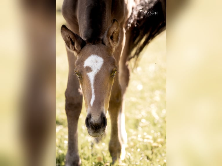 Oldenburger Hengst Veulen (04/2026) 175 cm Buckskin in Sondershausen