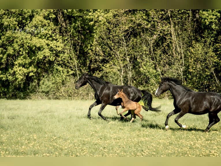 Oldenburger Hengst Veulen (04/2026) 175 cm Buckskin in Sondershausen