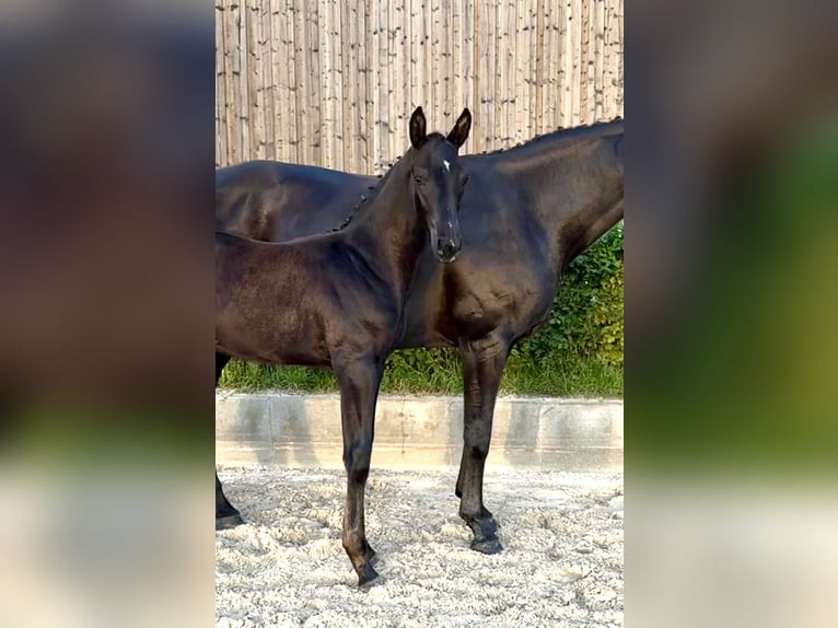 Oldenburger Hengst Veulen (06/2025) 175 cm Zwart in L&#xF6;wenberger Land