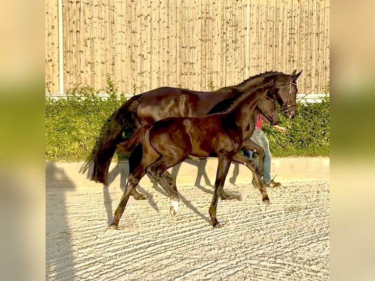 Oldenburger Hengst Veulen (06/2025) 175 cm Zwart in L&#xF6;wenberger Land
