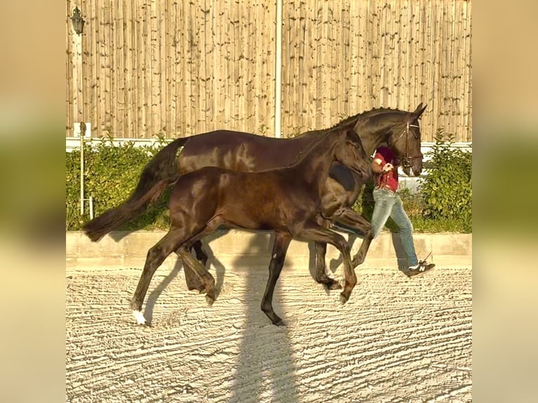 Oldenburger Hengst Veulen (06/2025) 175 cm Zwart in L&#xF6;wenberger Land