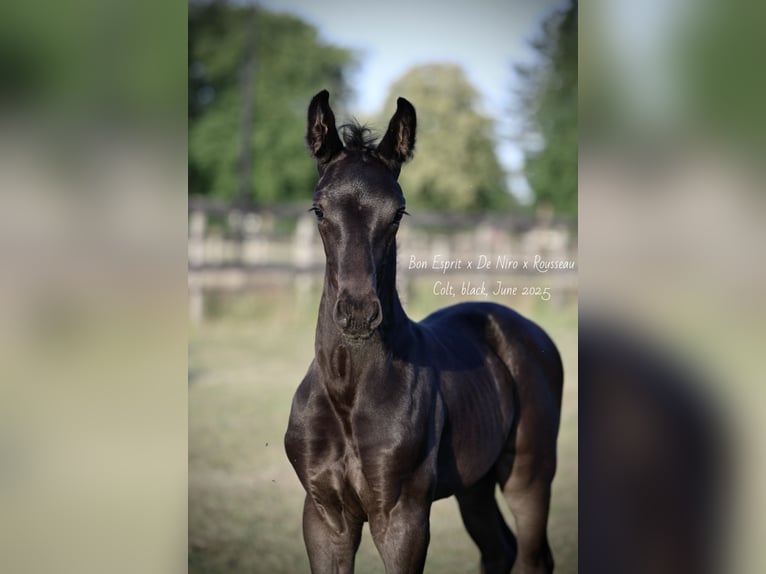 Oldenburger Hengst Veulen (06/2025) 175 cm Zwart in &#x27;s-Hertogenbosch