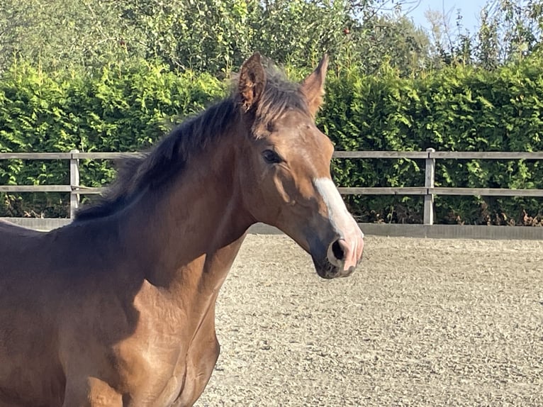 Oldenburger Hengst  Bruin in Cloppenburg