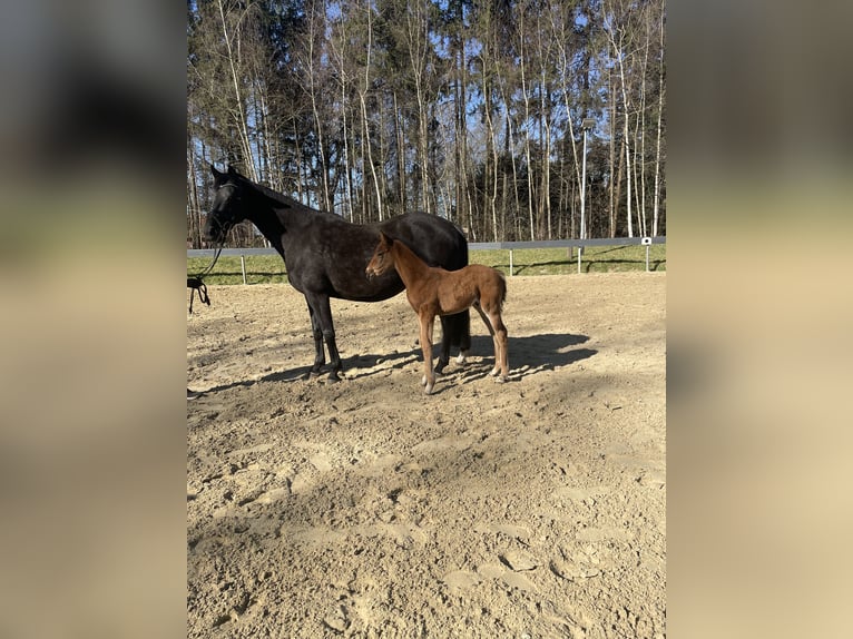 Oldenburger Hengst  Bruin in Dötlingen