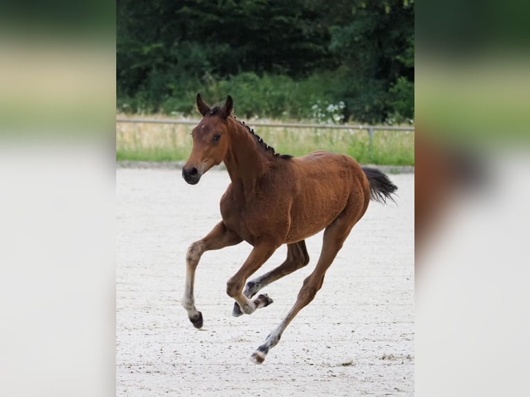 Oldenburger Hengst Veulen (02/2026) Bruin in Alsbach-Hähnlein