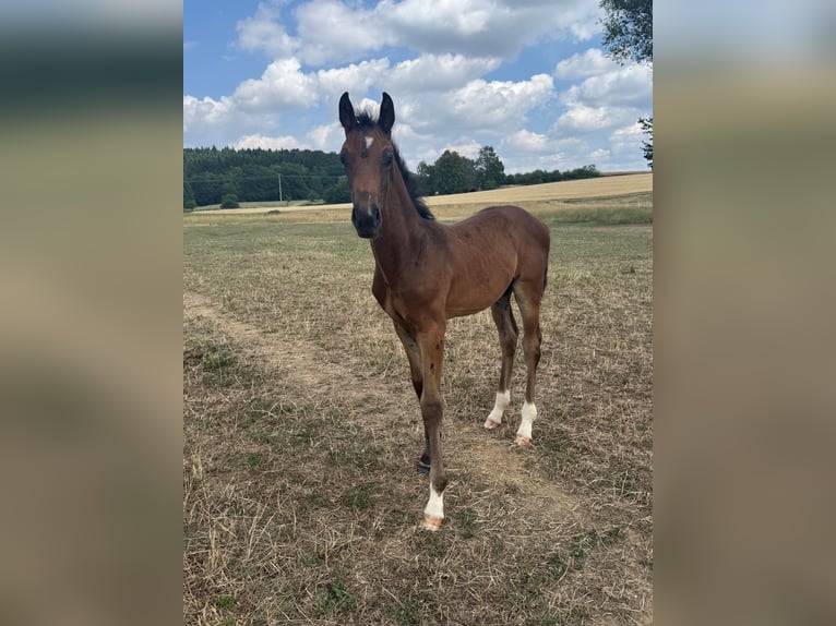 Oldenburger Hengst Veulen (05/2026) Bruin in Laubach