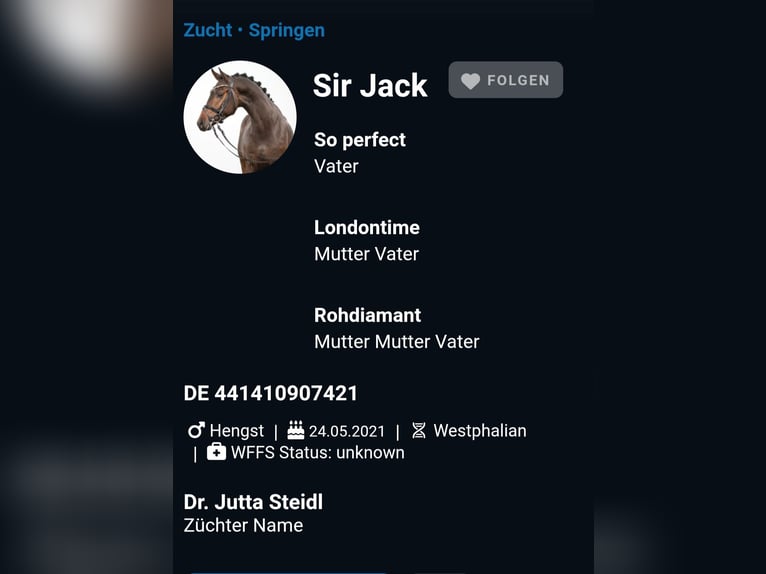 Oldenburger Hengst Veulen (04/2025) Bruin in Bissendorf