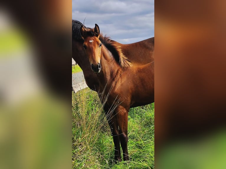 Oldenburger Hengst Veulen (04/2025) Bruin in Bissendorf